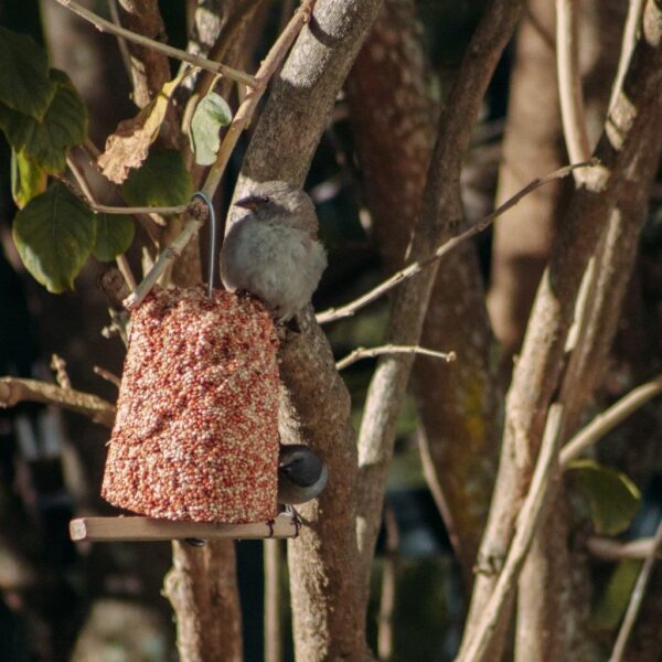 Wild-bird seed bell enjoyed by garden birds.