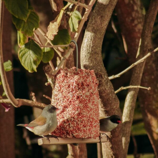 Beautiful See waxbills on wooden perch of wild-bird seed bell.