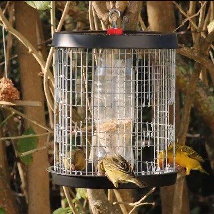 Birds feeding from the Mannikin feeder