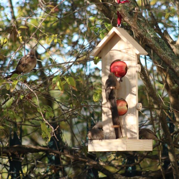Double fruit and nut bird feeder in garden.