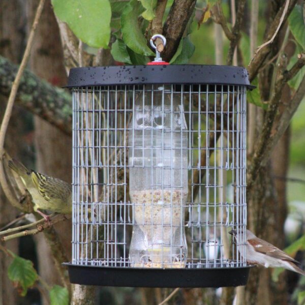 Mannikin bird feeder with sparrow feeding