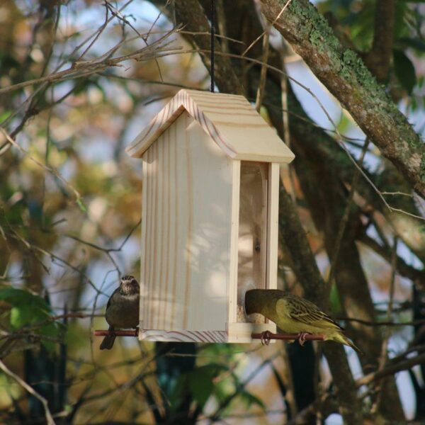 Cape weaver feeding from Perspex seed house.