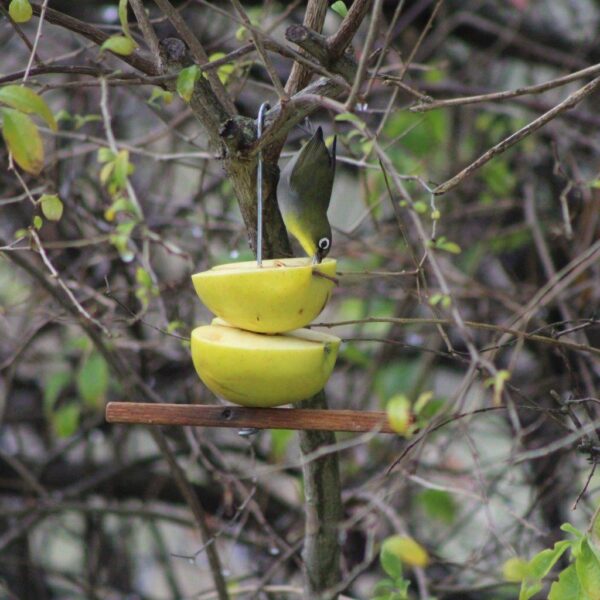 Wild-bird seed bell hook and perch reused as a nifty fruit feeder.