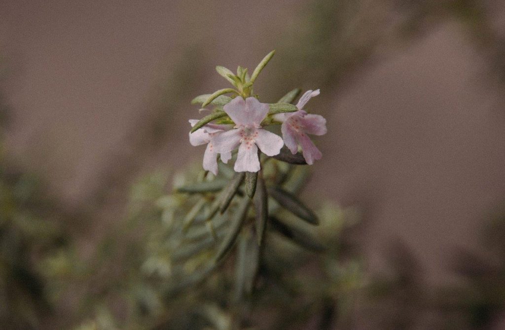 Contact Gardening Gone Wild page picture