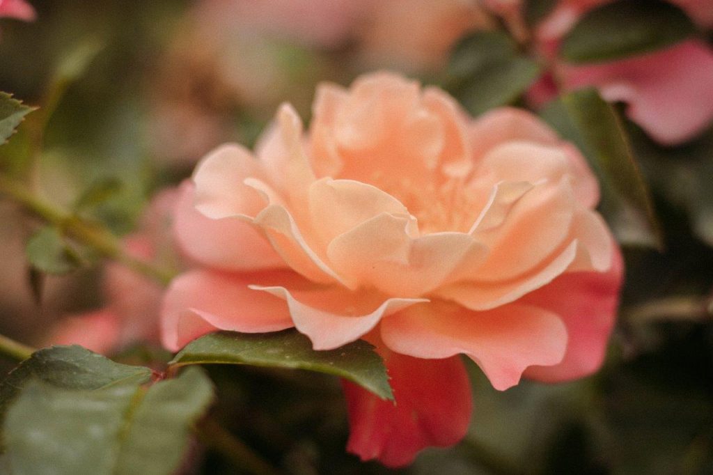 Contact Gardening Gone Wild page picture