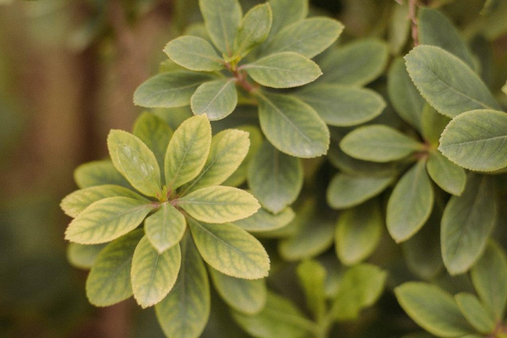 Contact Gardening Gone Wild page picture