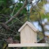 Seed house with tray and waxbill feeding.