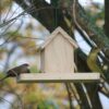 Waxbill and Weaver on seed house tray.