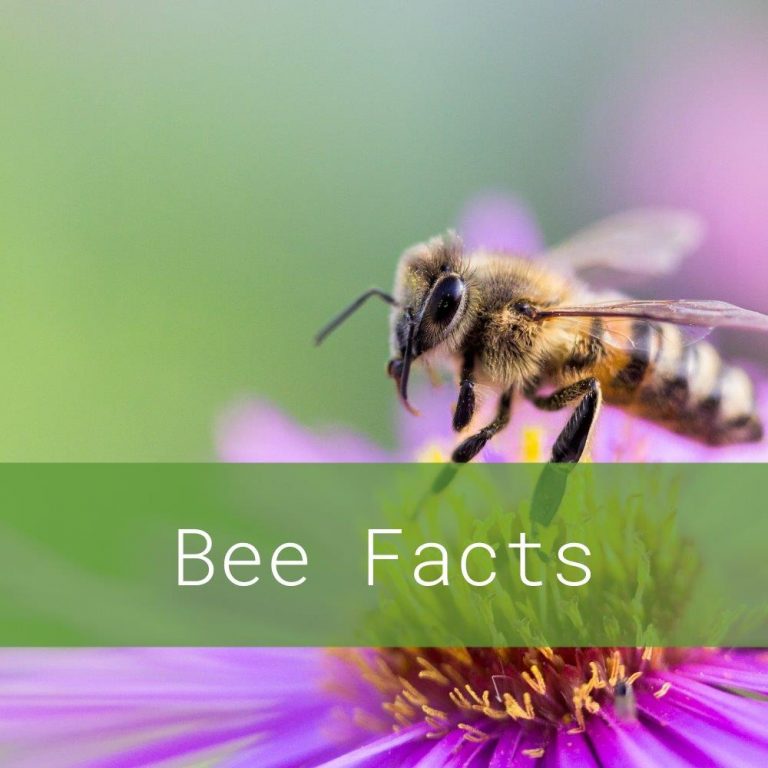 Did you know? Bee Facts