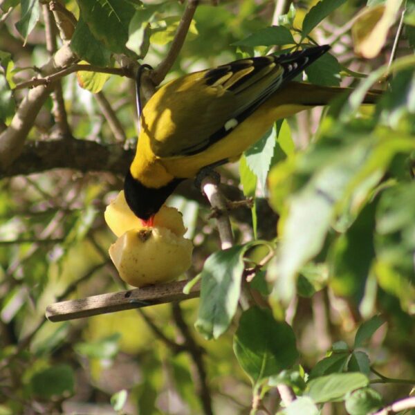 Black headed oriole eating apple from recycled seedbell frame.