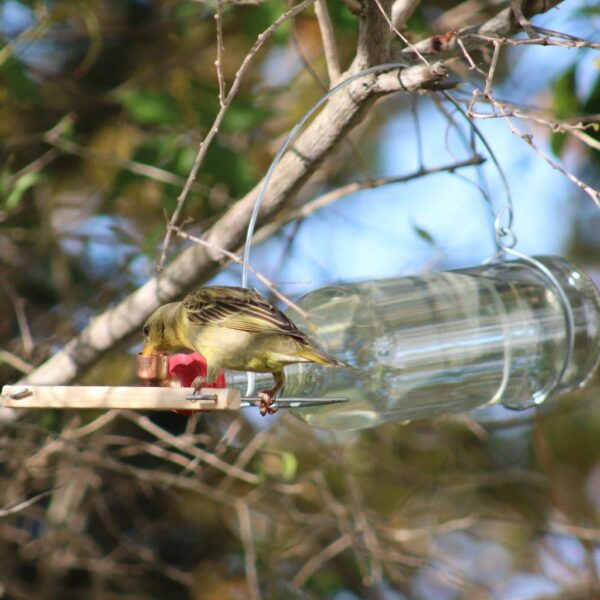 Weaver drinking from the nectar bird feeder.