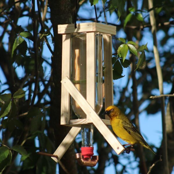 Cape Weaver sitting on the double nectar feeder perch.