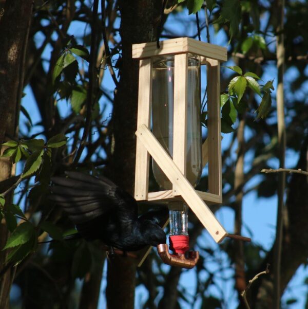 Drongo bird drinking from the double nectar feeder.