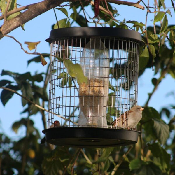 House sparrow sitting in Galvanized Mannikin feeder.