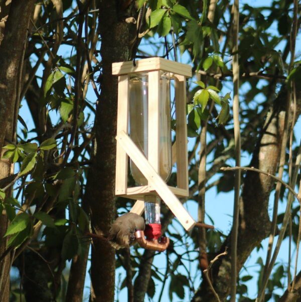 Mousebird drinking from the double nectar feeder.
