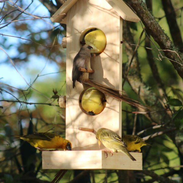 A bird party on the fruit and nut bird feeder.