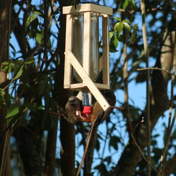Two mousebirds sitting on the double nectar feeder.