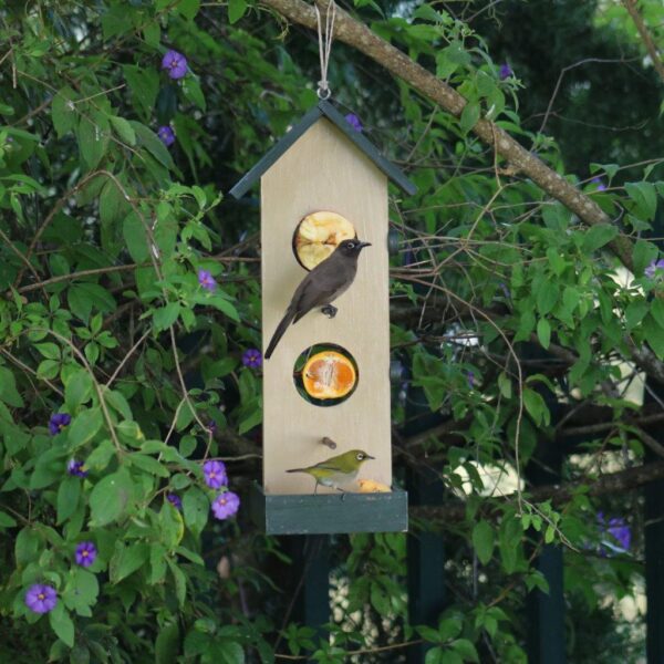 Birds eating at the fruit and nut bird feeder.