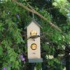 Cape Bull Bull visiting the fruit and nut bird feeder in my garden.